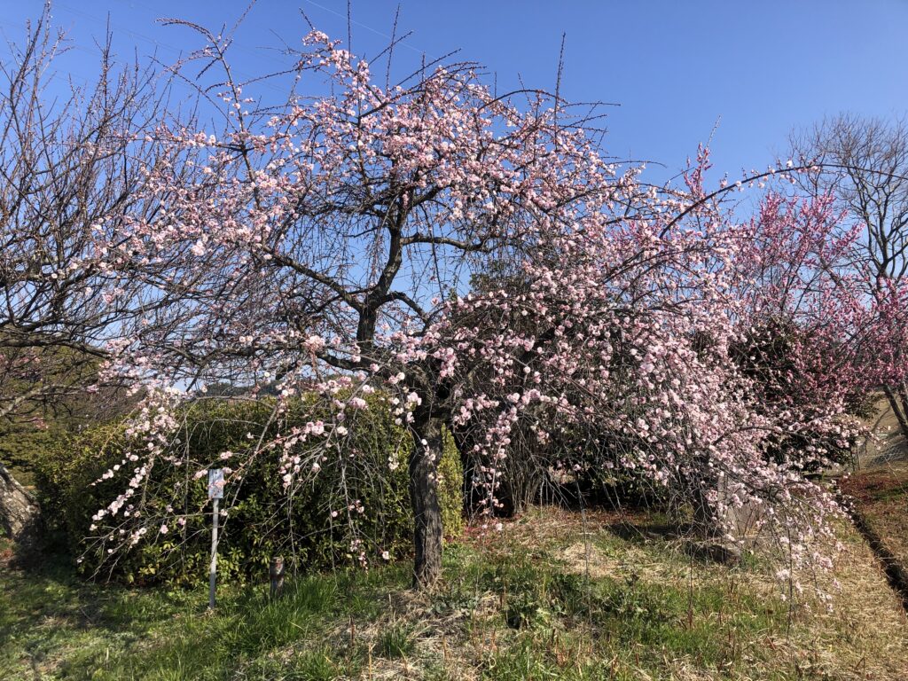 佐布里しだれ梅