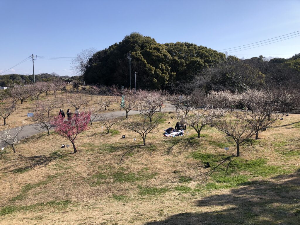 梅の館北