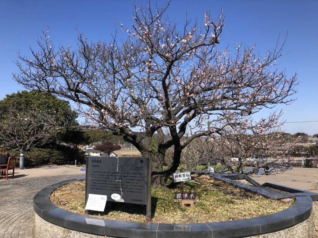 佐布里梅の館　標準木