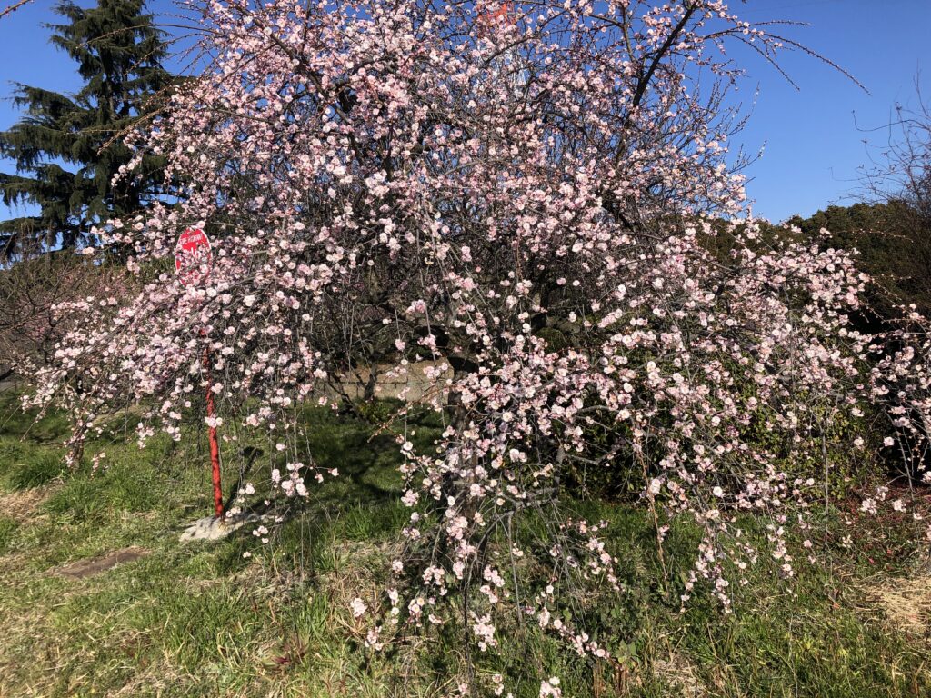 そうり　しだれ梅