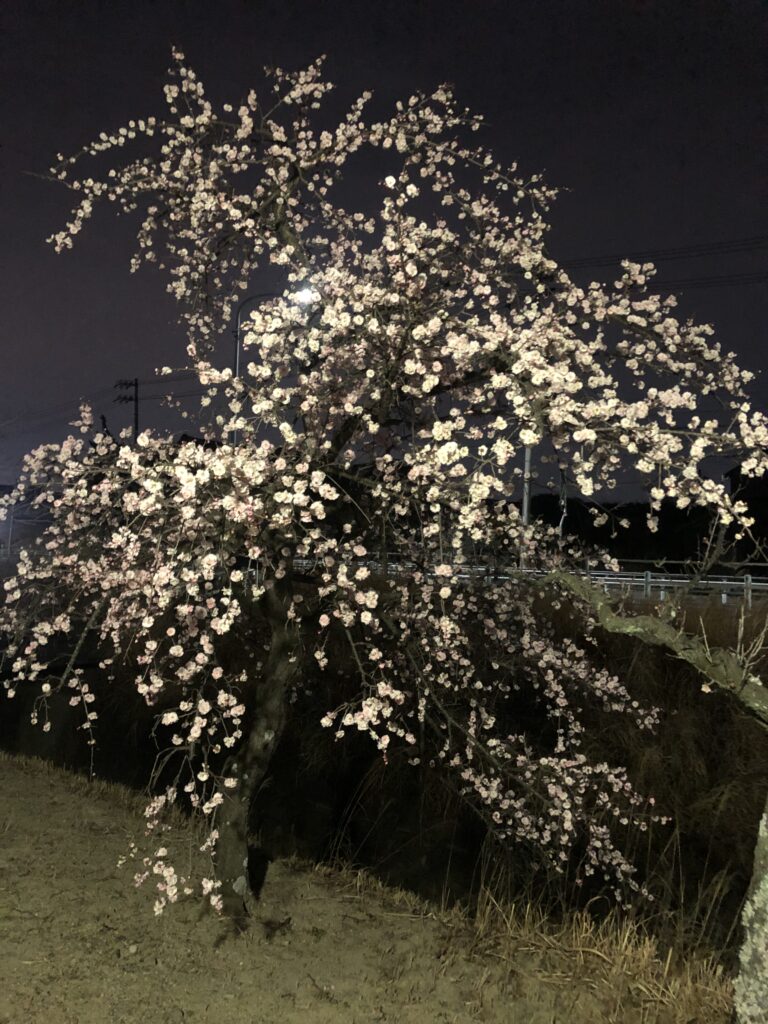 佐布里パークロードしだれ梅