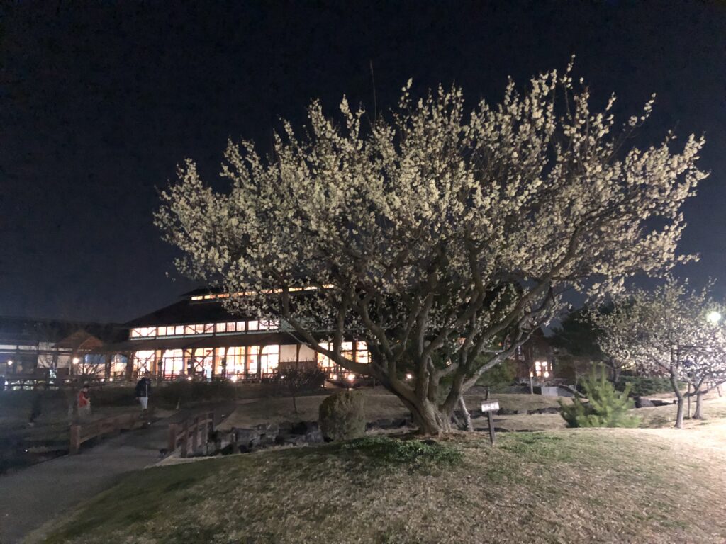 梅の館　芝生広場