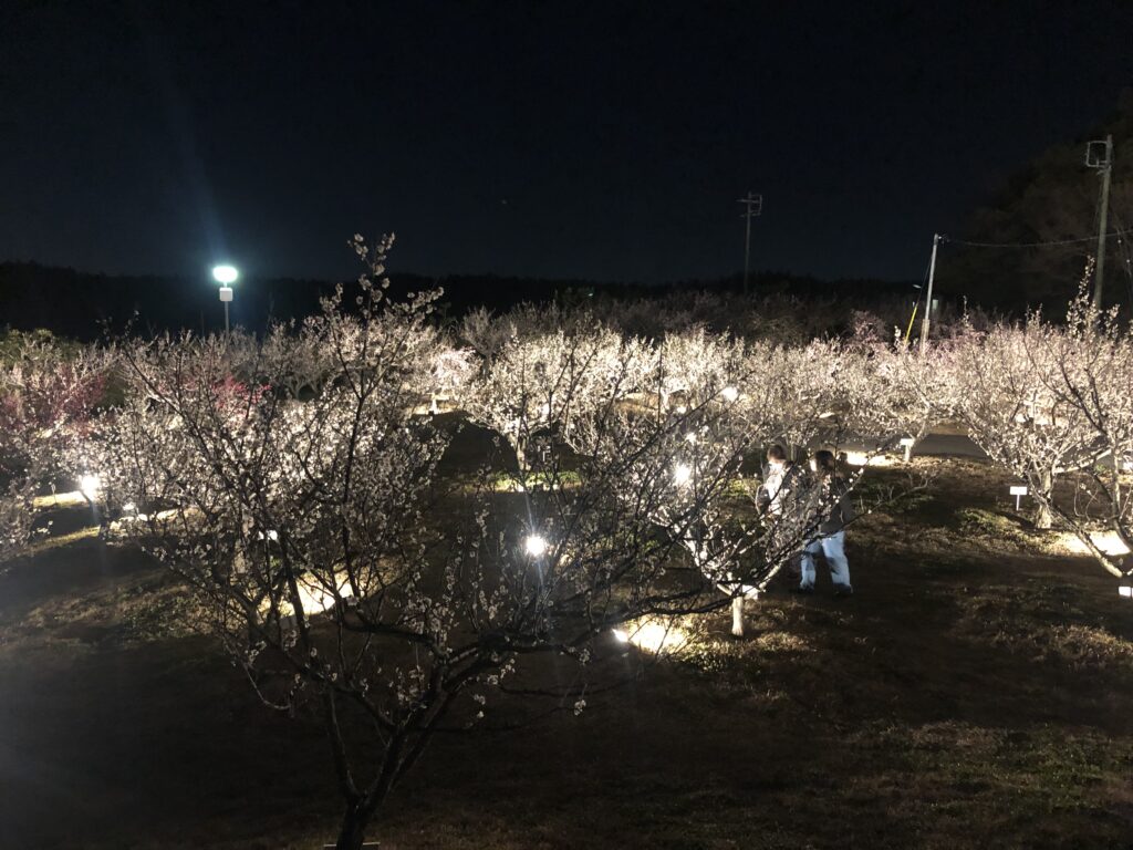 佐布里池梅まつり梅林