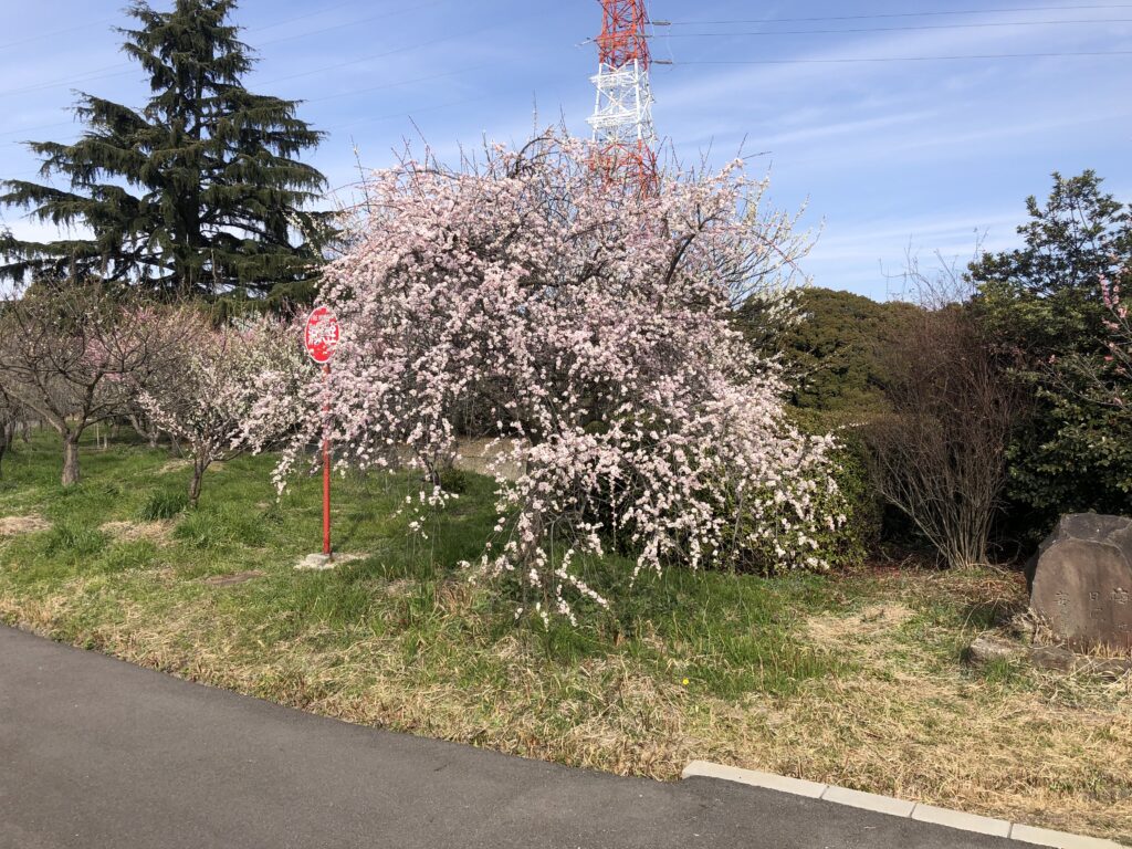 水の生活館 付近しだれ梅