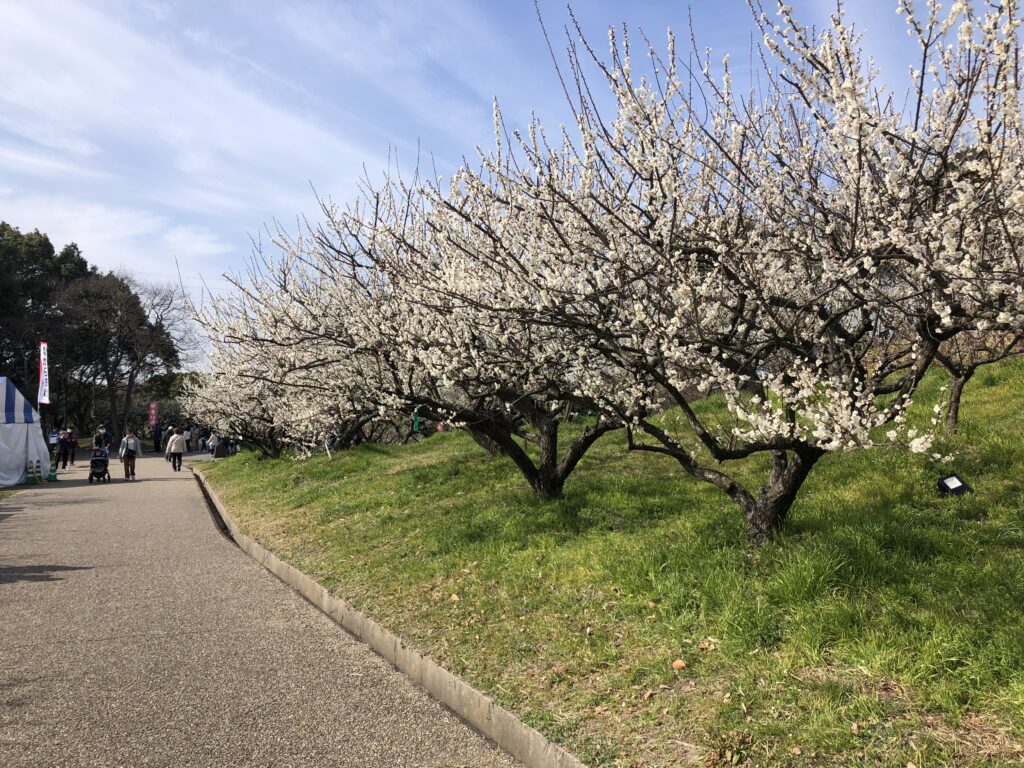 梅っ花佐布里メイン通り