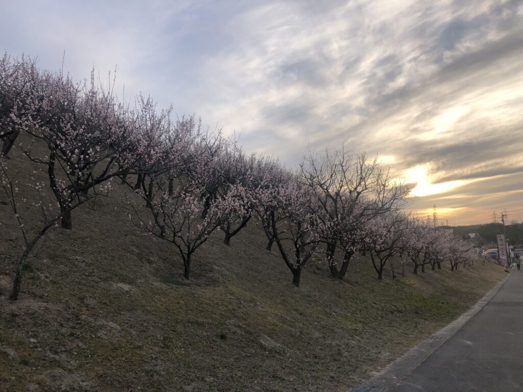 梅の館斜面