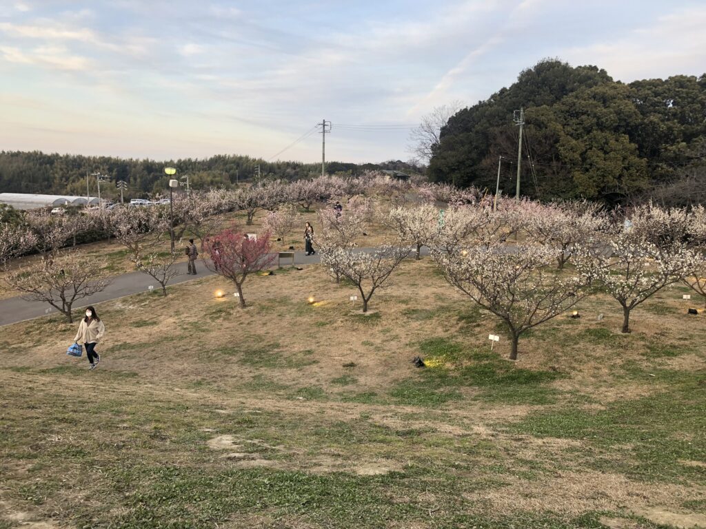 ライトアップ始まり