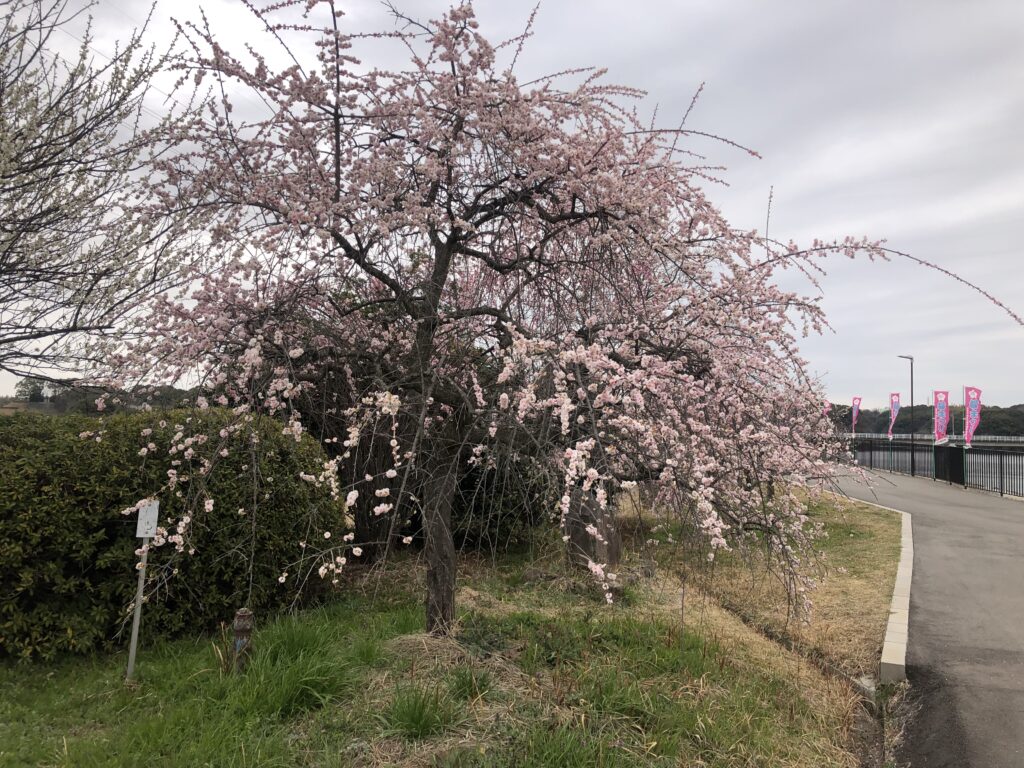 水の生活館　より東へ300ｍ　しだれ梅