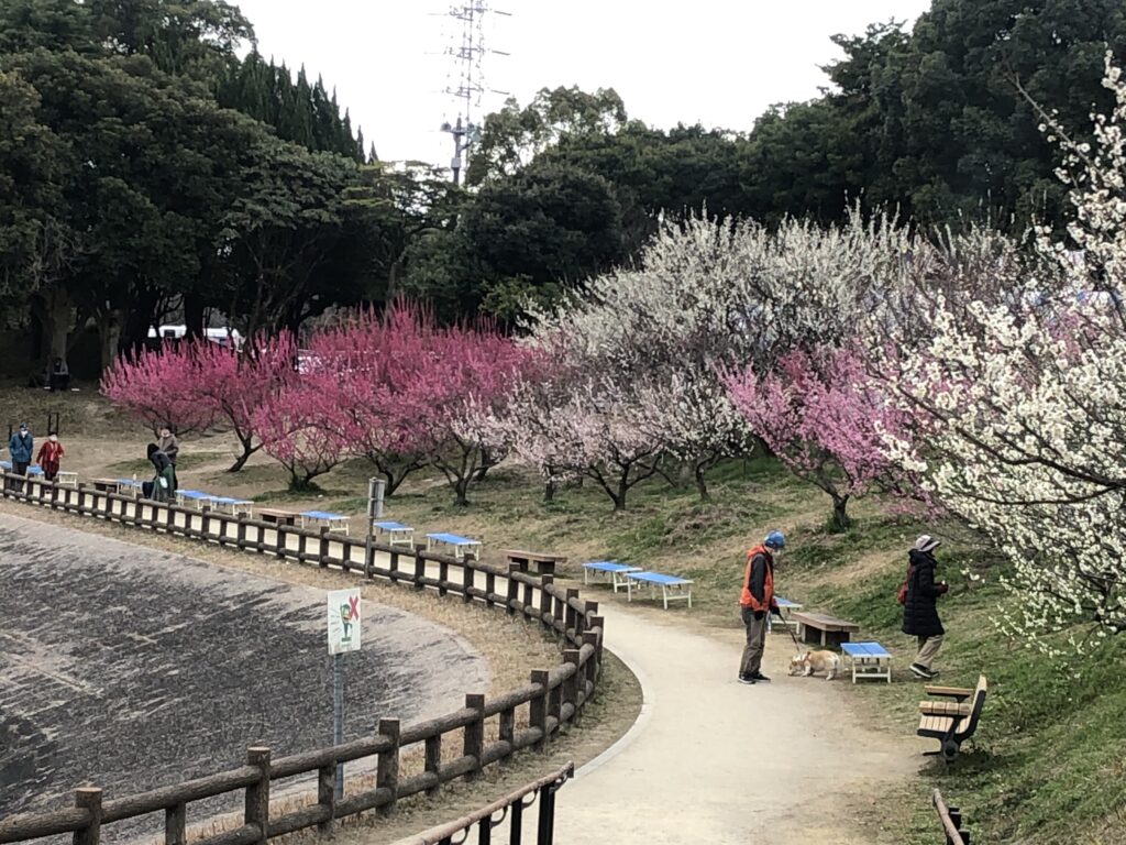 梅まつり会場 メイン通り