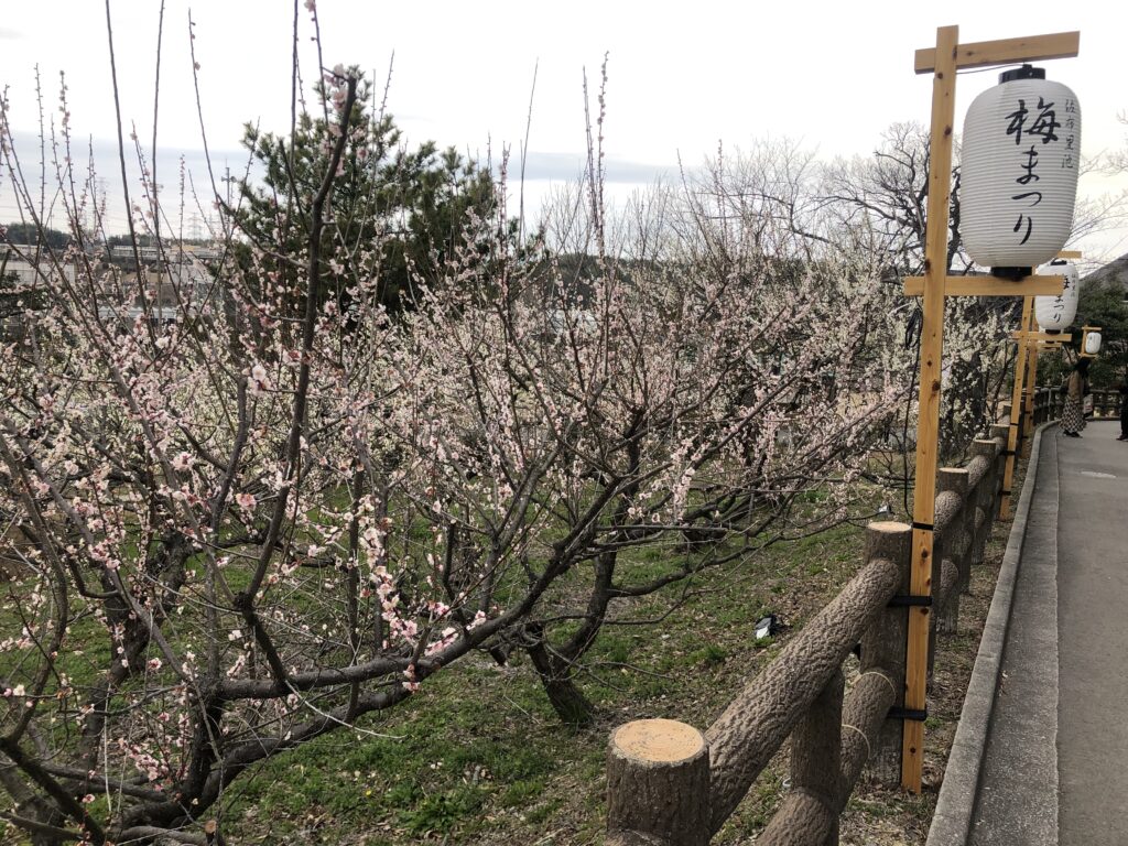 梅まつり会場　メイン通り