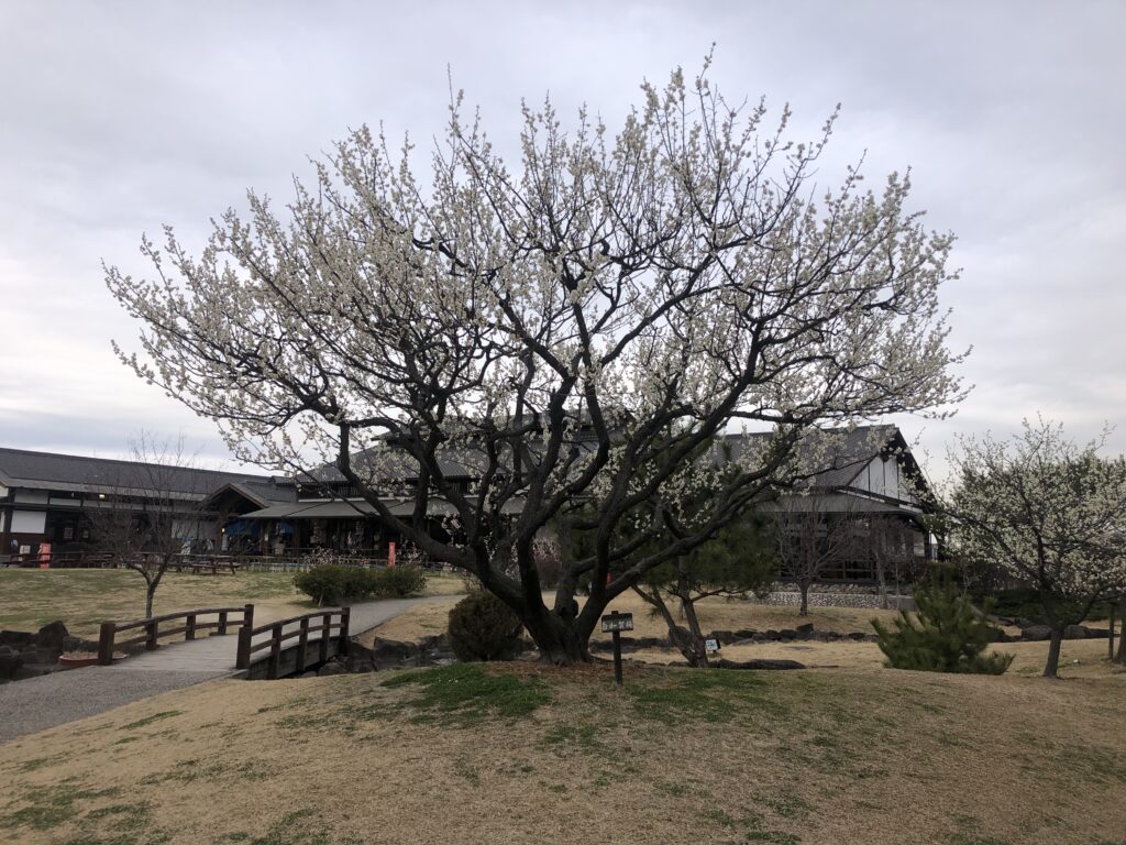 梅の館 芝生広場